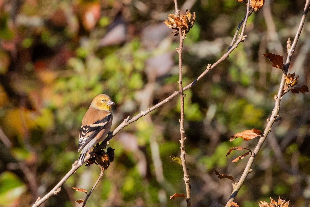 American Goldfinch - ML645225118