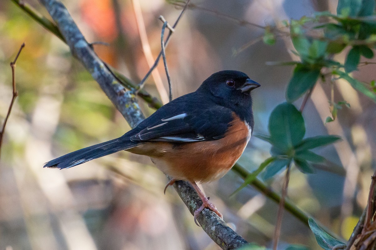 Eastern Towhee - ML645225126