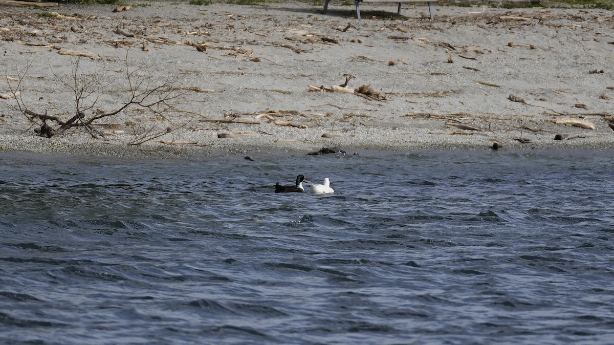 Mallard (Domestic type) - ML645225128