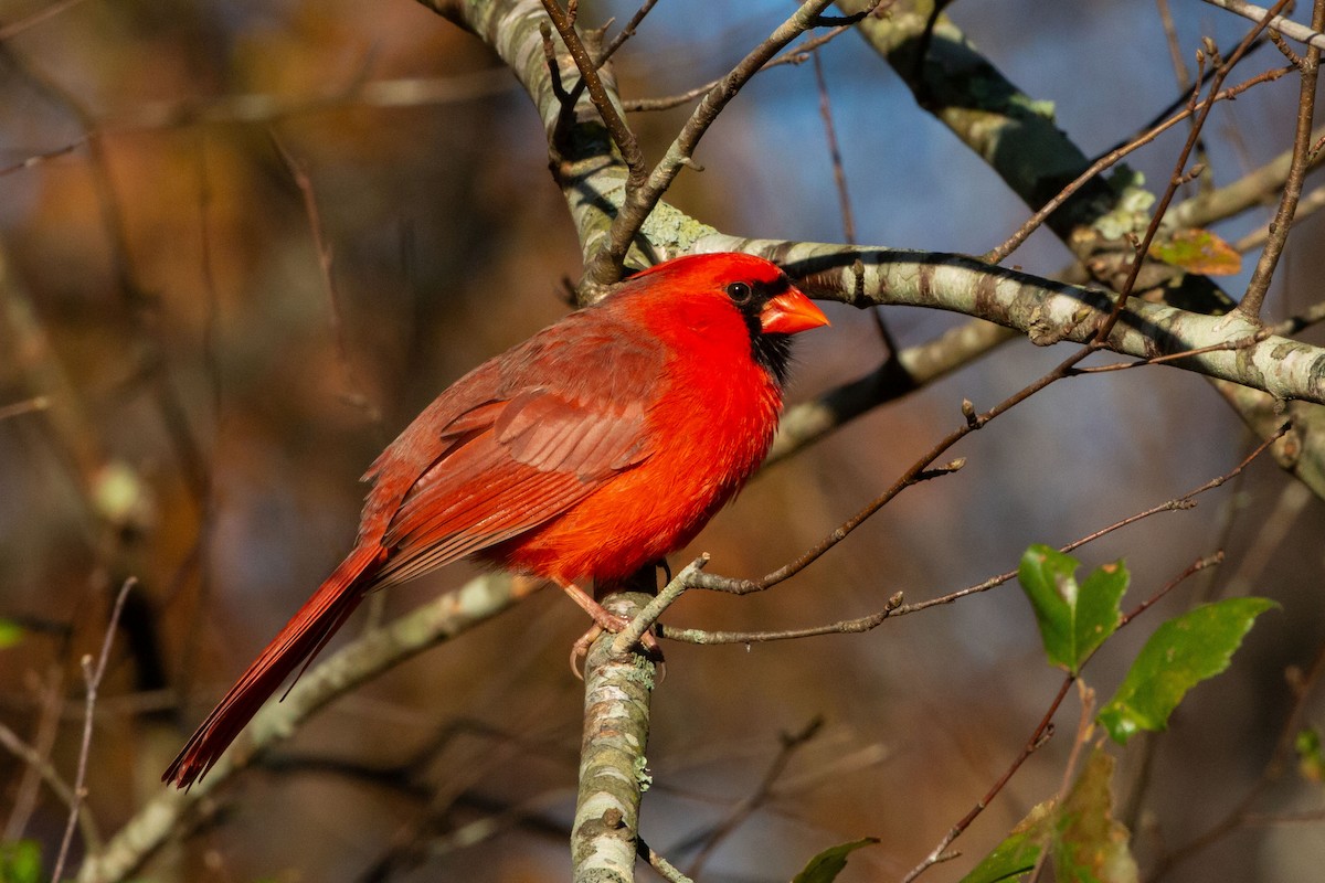 Northern Cardinal - ML645225130