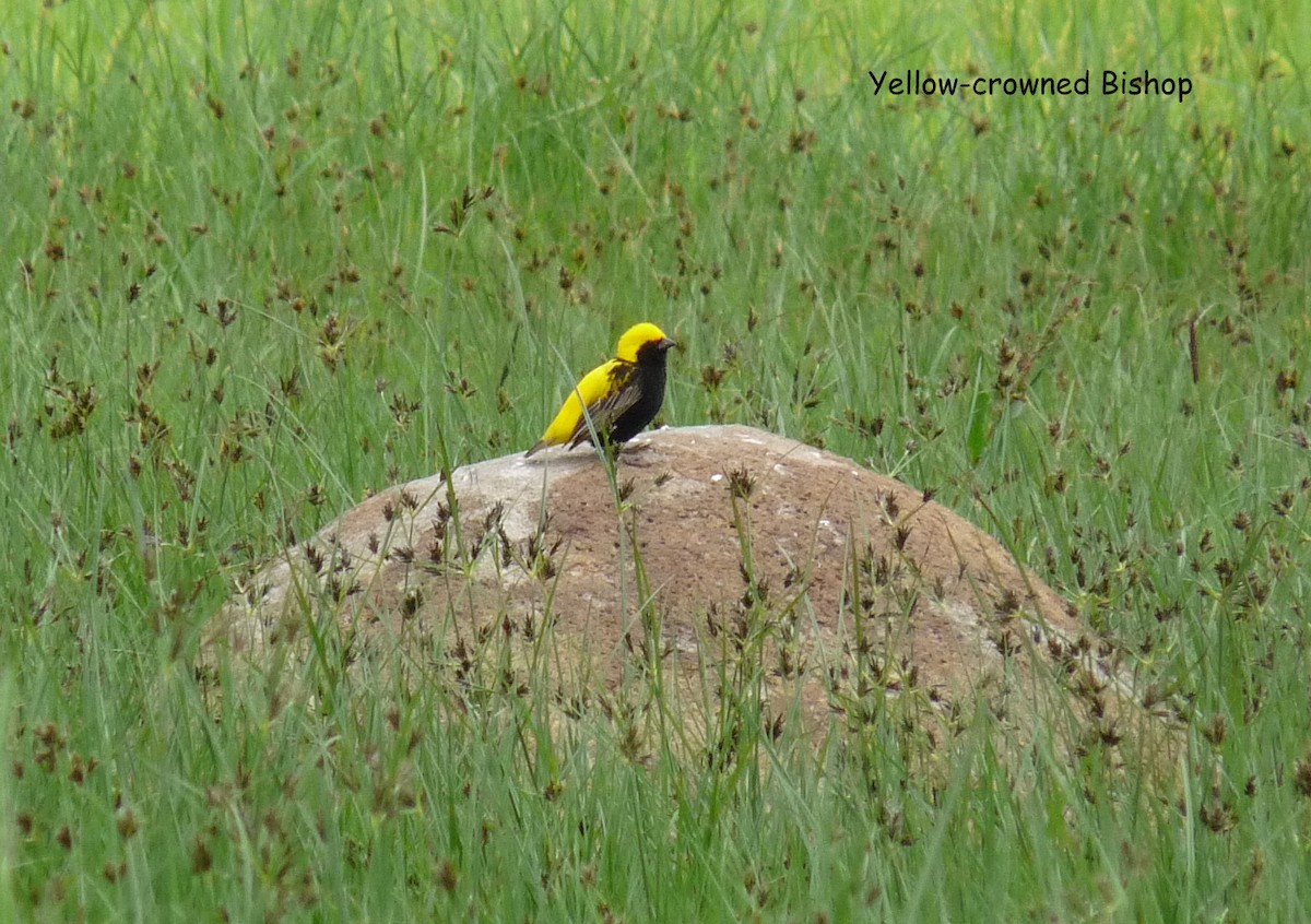 בישוף צהוב-כיפה - ML645225136
