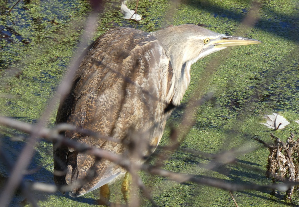 American Bittern - ML645225139