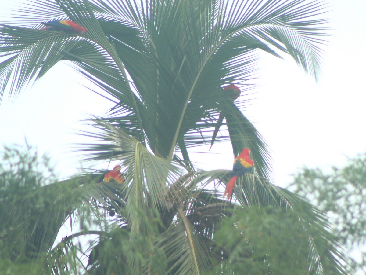 Scarlet Macaw - ML645225141