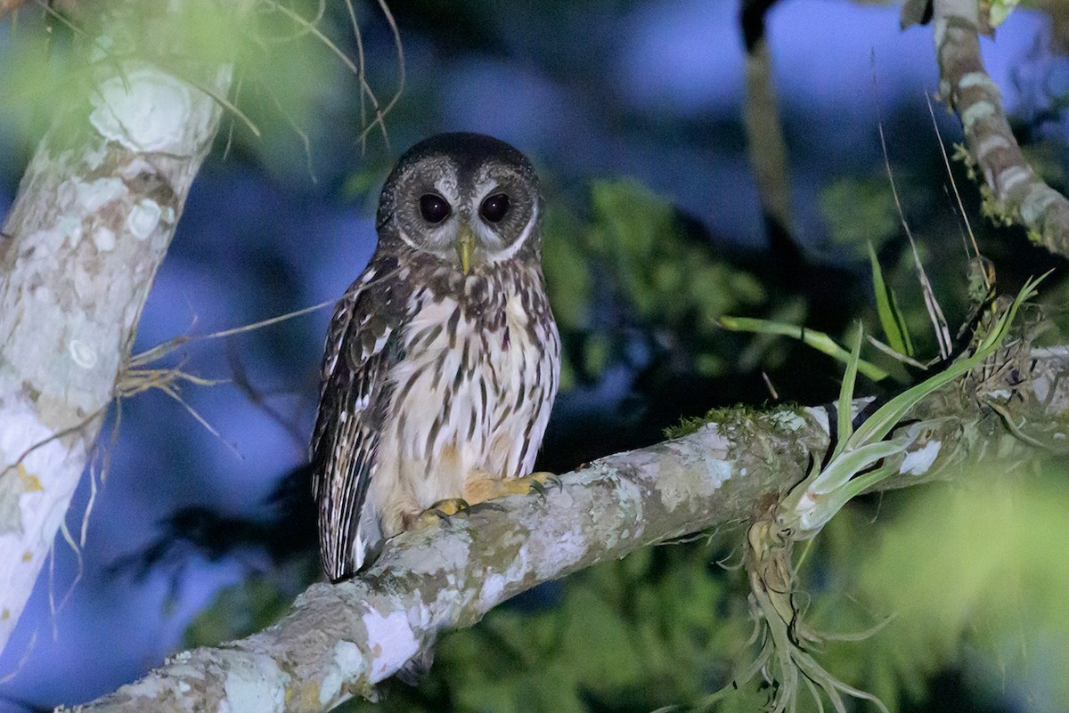 Mottled Owl - ML645225142