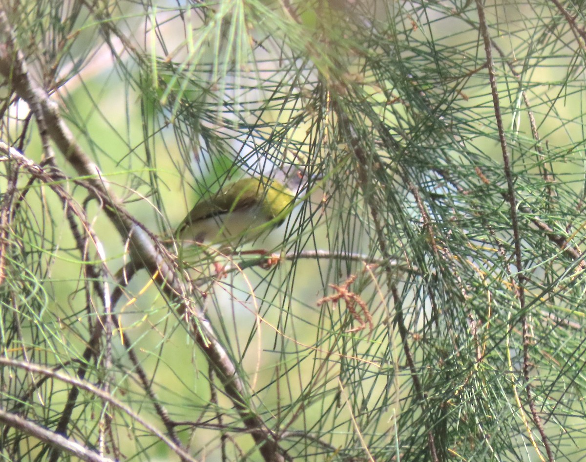 Yellow-breasted Apalis - ML645225149