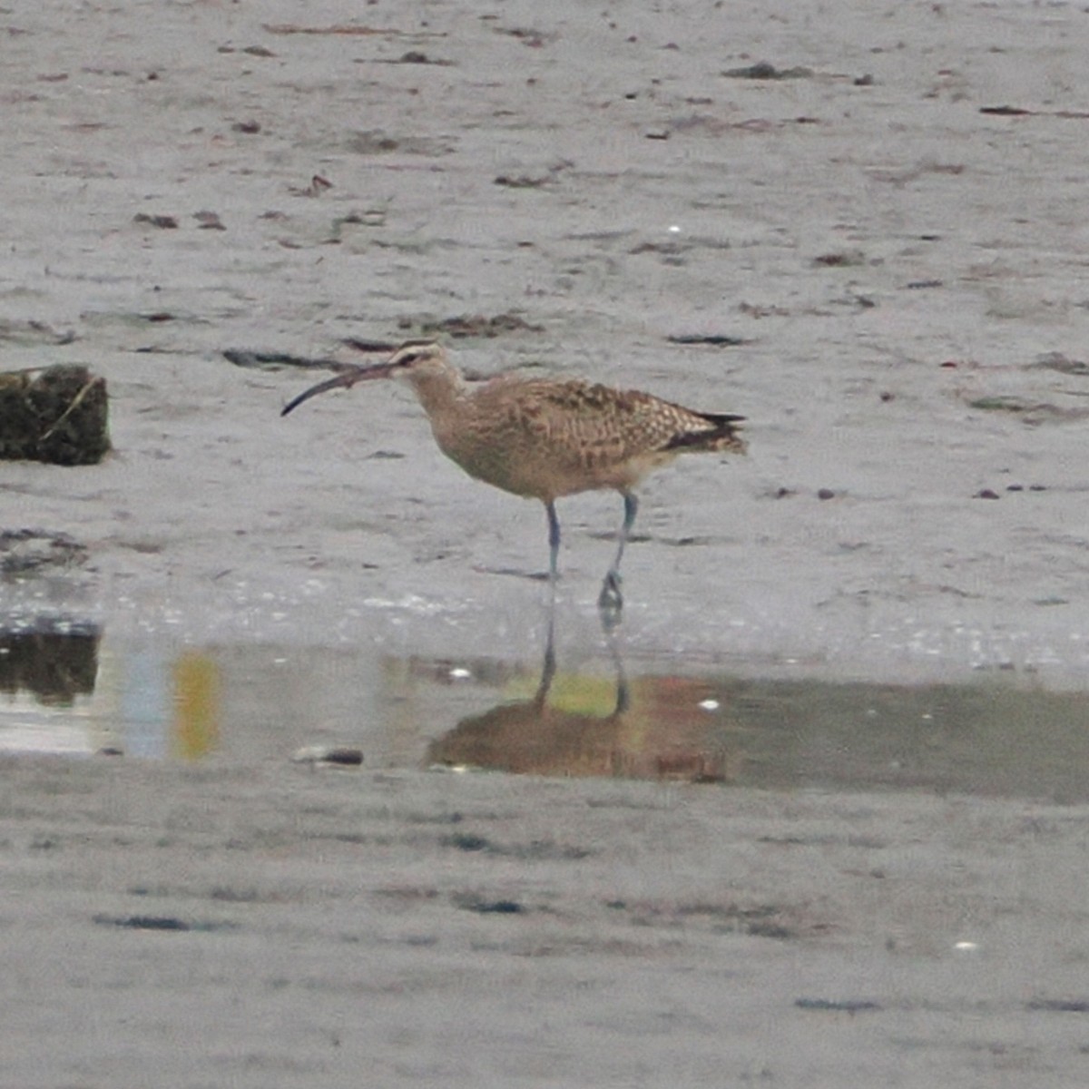 Hudsonian Whimbrel - ML645225150