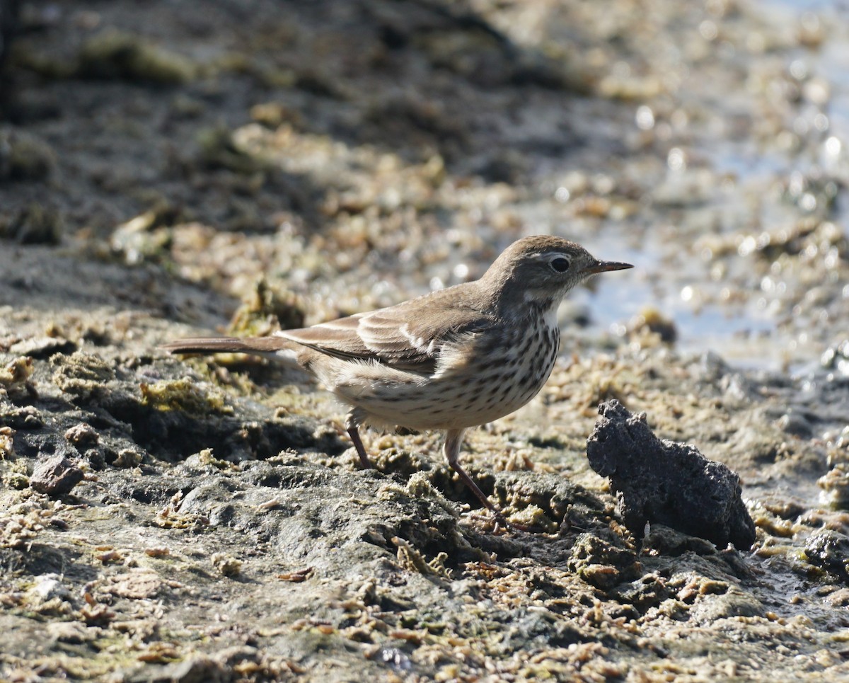 American Pipit - ML645225151