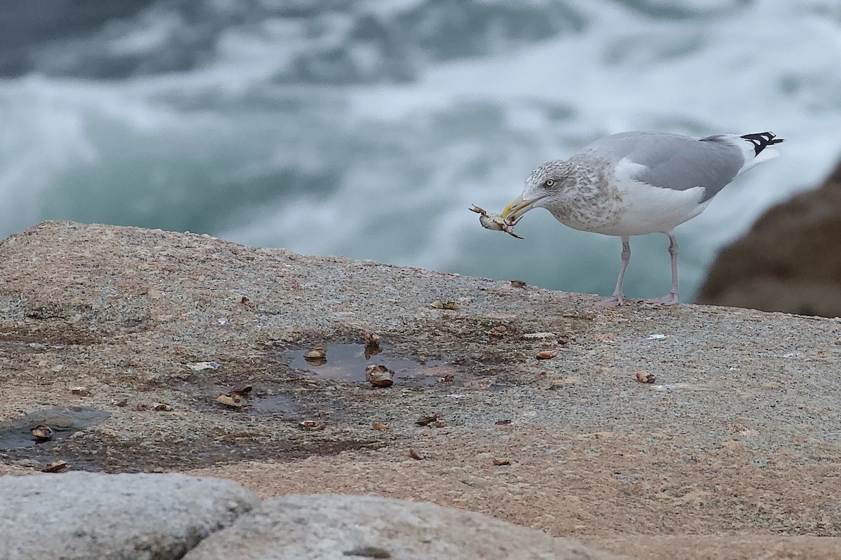 American Herring Gull - ML645225155