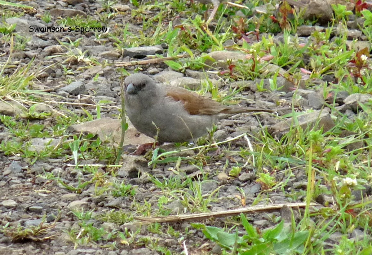 Swainson's Sparrow - ML645225157