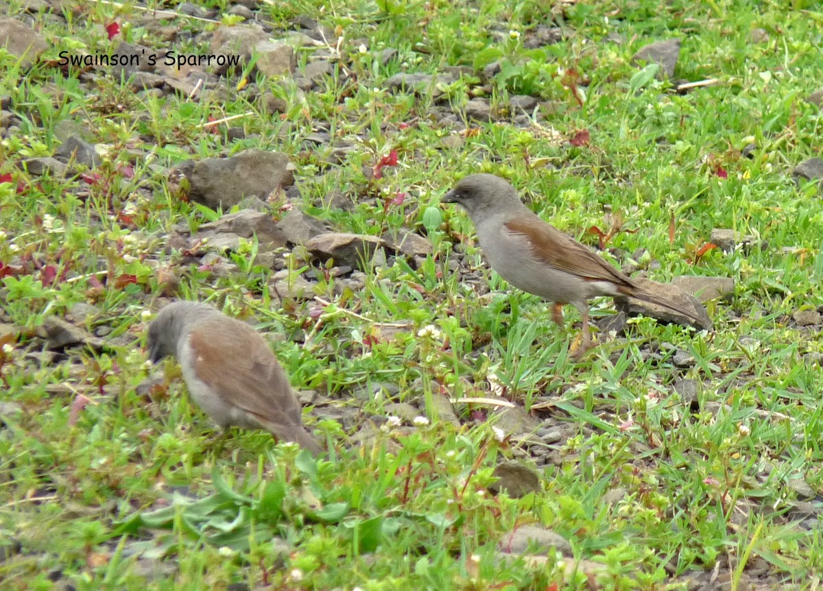 Swainson's Sparrow - ML645225158