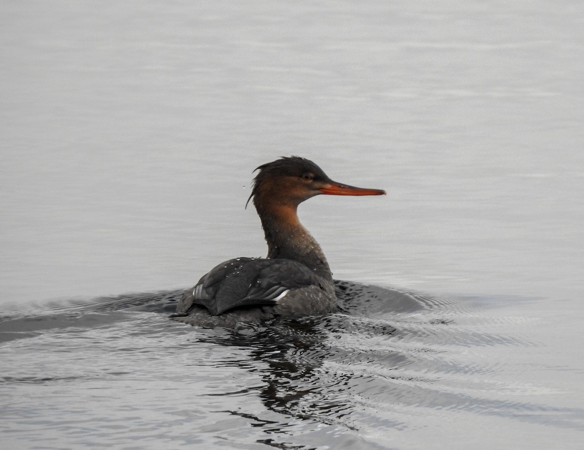 Red-breasted Merganser - ML645225159