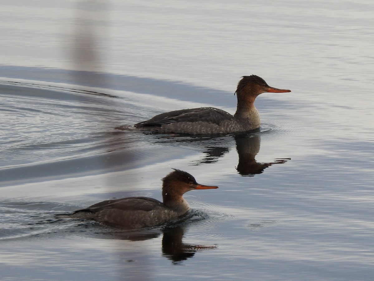 Red-breasted Merganser - ML645225160