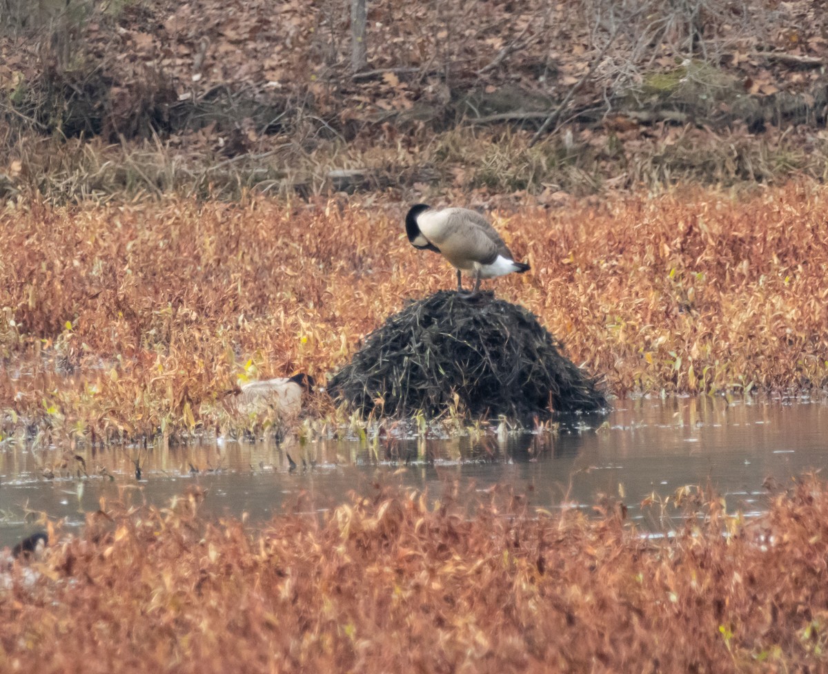 Canada Goose - ML645225178