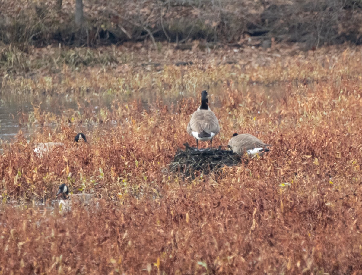 Canada Goose - ML645225179