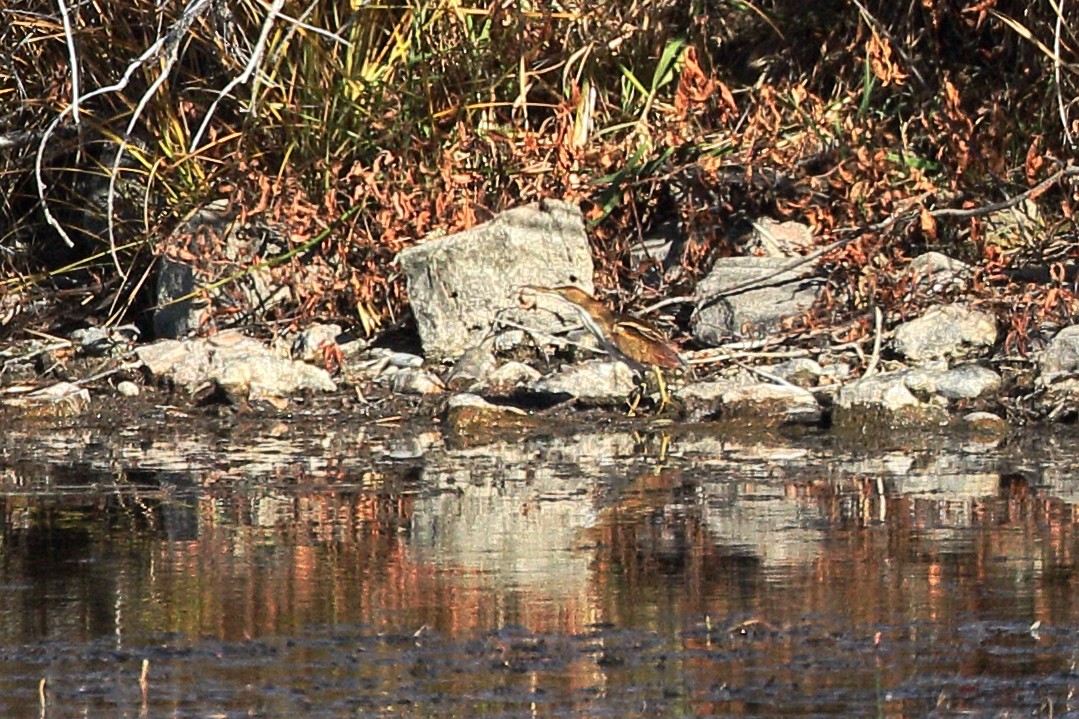 Petit Blongios - ML645225185