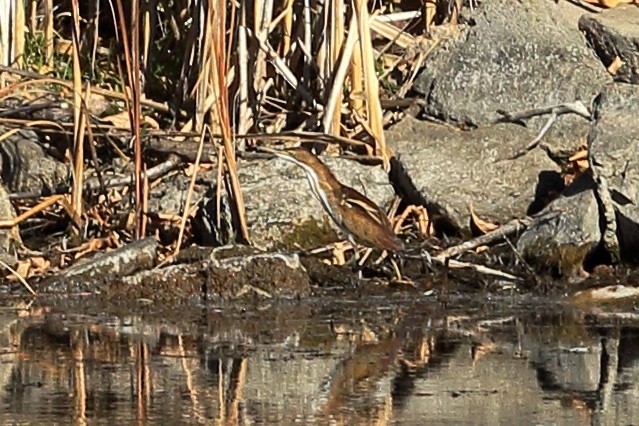 Petit Blongios - ML645225186