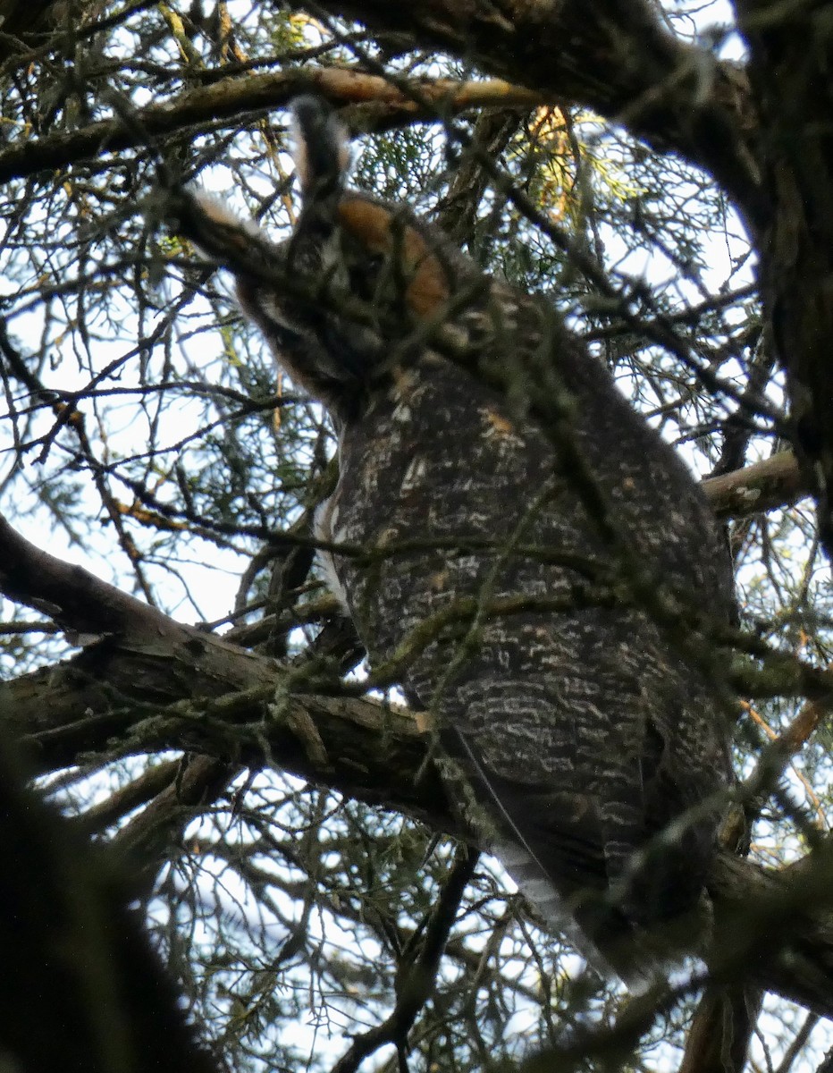 Gufo comune - ML645225202