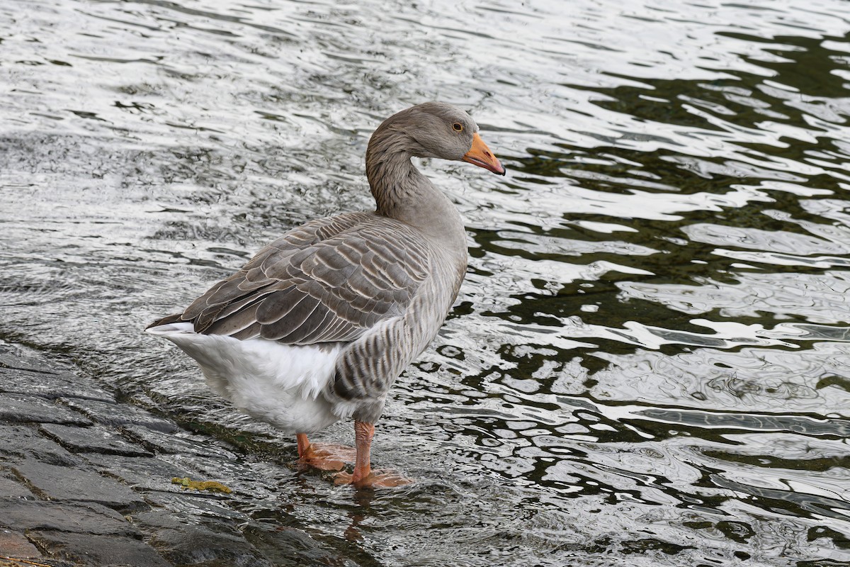 Graylag Goose (Domestic type) - ML645225211