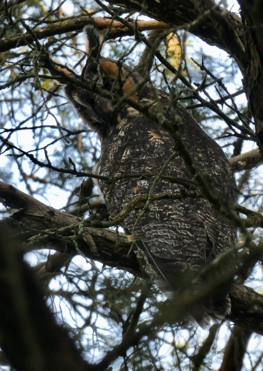 Gufo comune - ML645225214