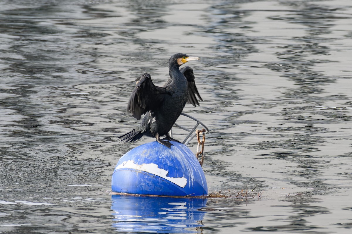 kormorán velký - ML645225218