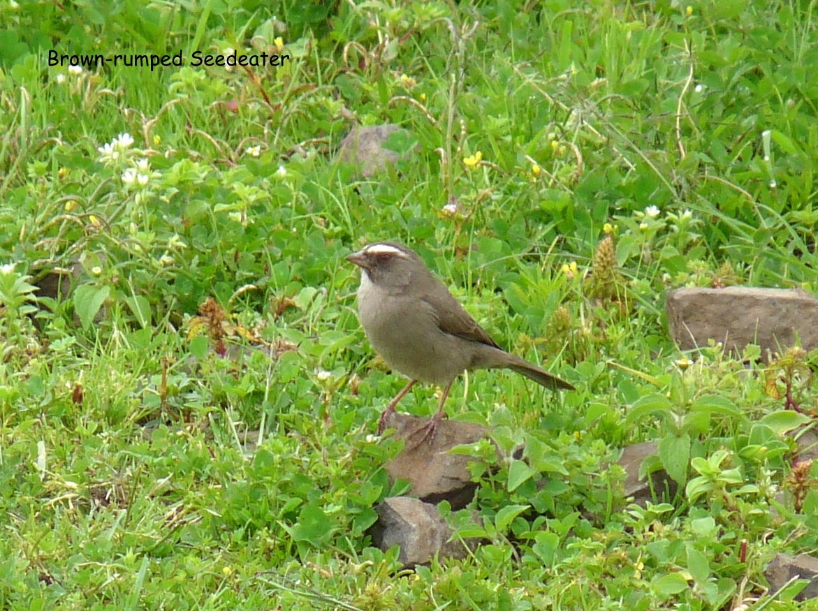 Brown-rumped Seedeater - ML645225219