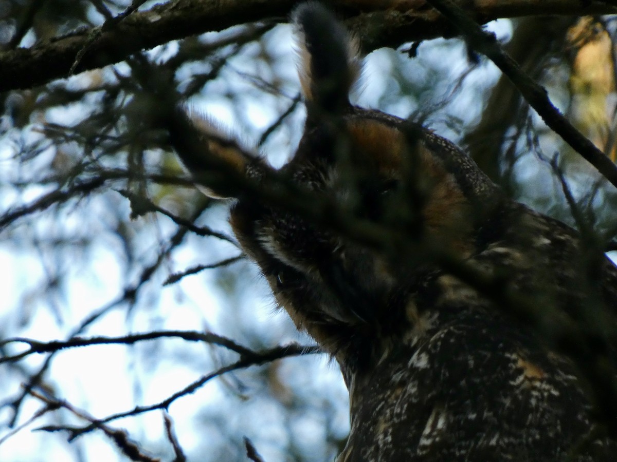 Gufo comune - ML645225220