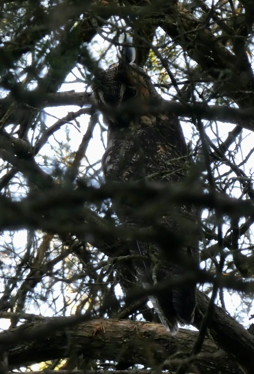 Gufo comune - ML645225232