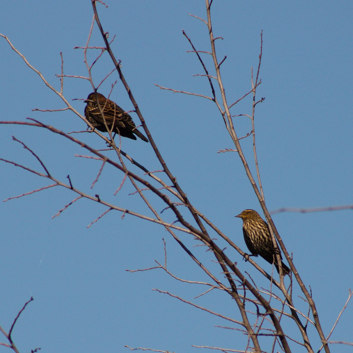 Red-winged Blackbird - ML645225239