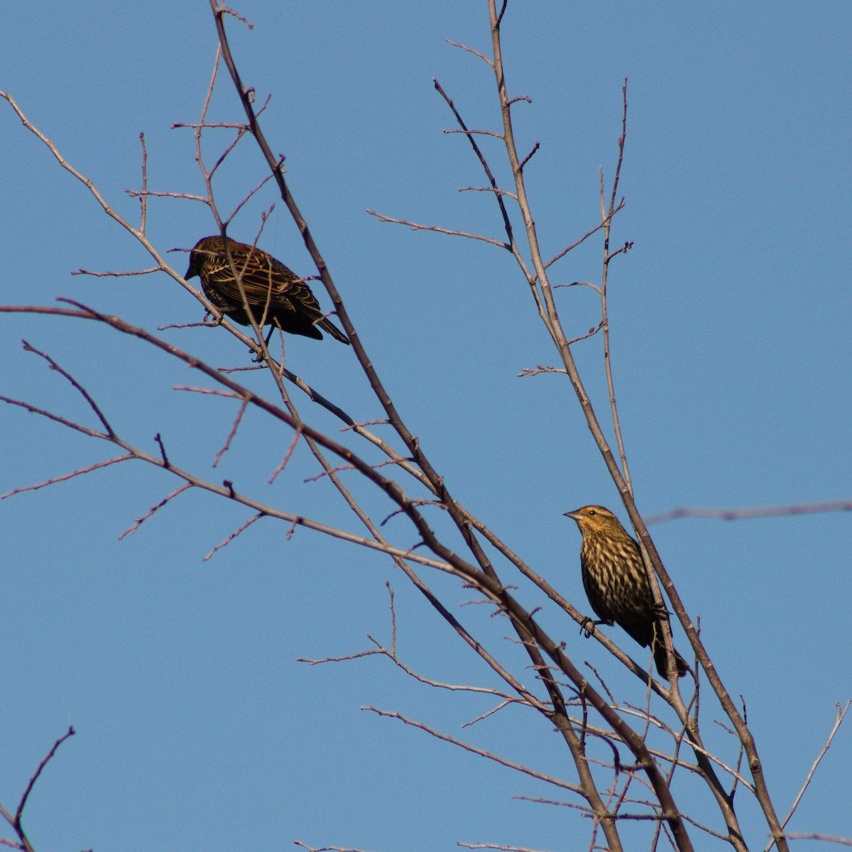 Red-winged Blackbird - ML645225240