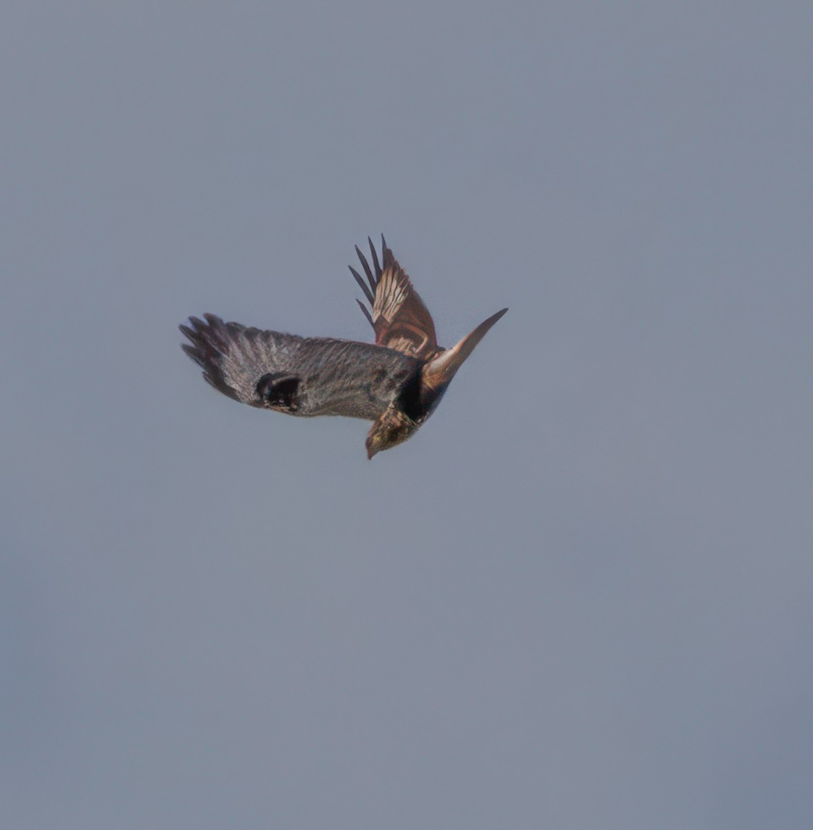 Rough-legged Hawk - ML645225250