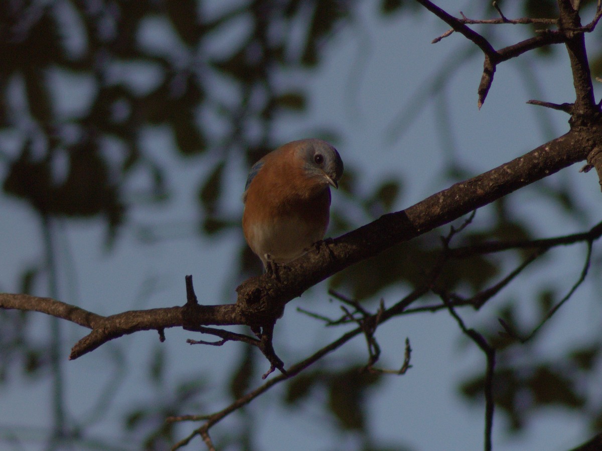 Eastern Bluebird - ML645225271