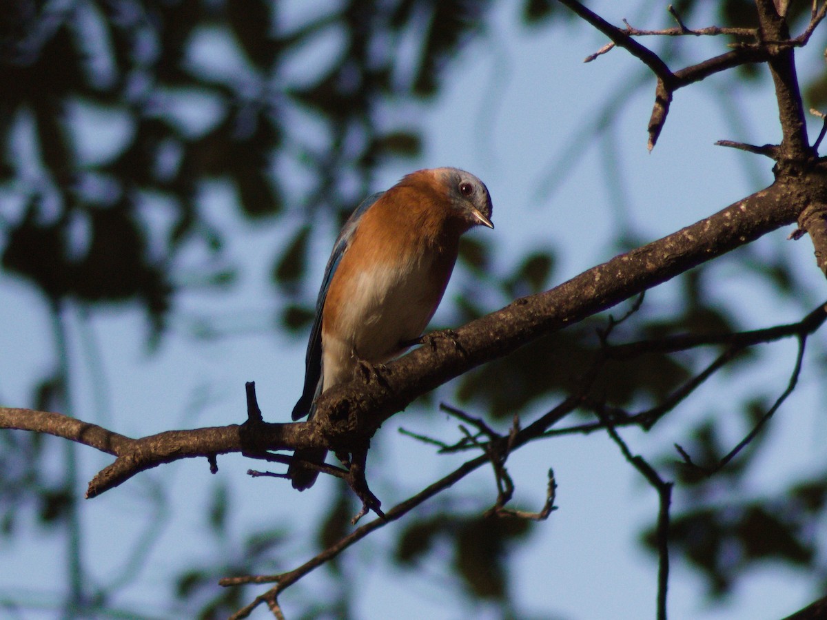 Eastern Bluebird - ML645225272
