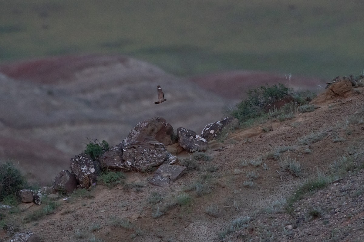 Eurasian Nightjar - ML645225284