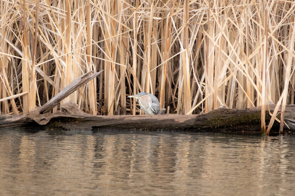 Green Heron - ML645225305