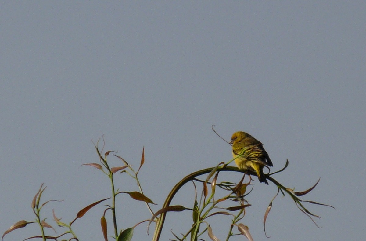 Yellow-crowned Canary - ML645225307