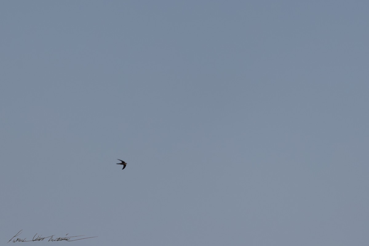 Common Swift - ML645225310