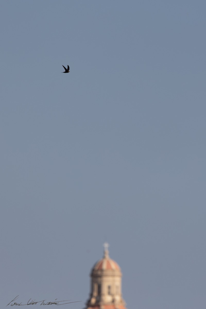 Common Swift - ML645225311