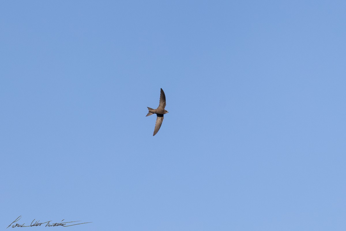 Common Swift - ML645225312