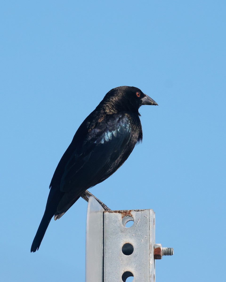 Bronzed Cowbird - ML645225317