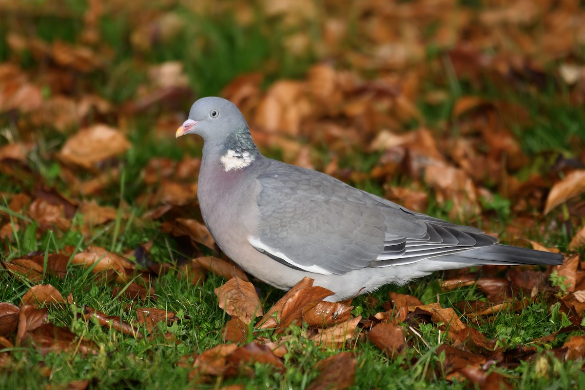 Common Wood-Pigeon - ML645225321