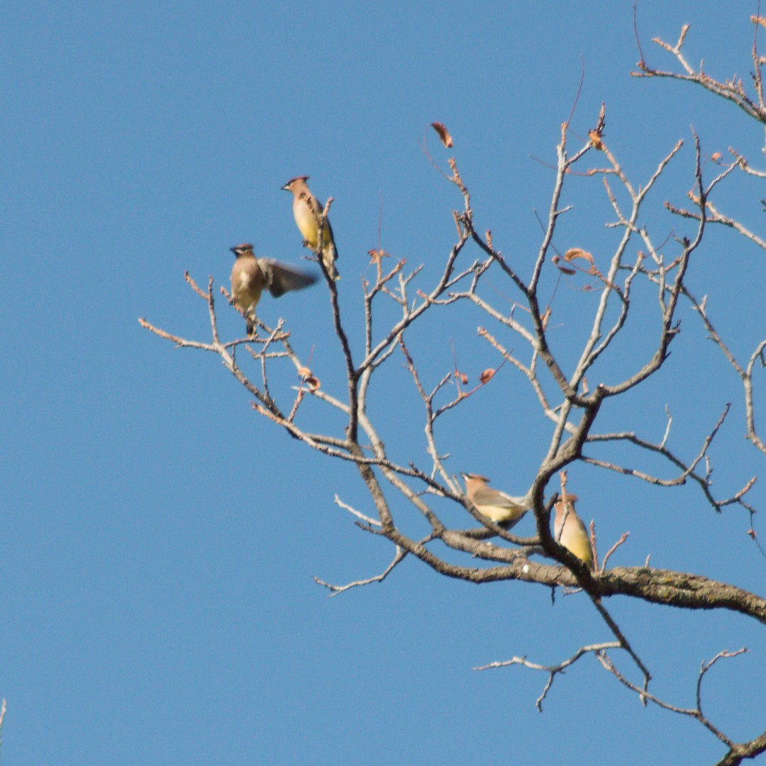 Cedar Waxwing - ML645225326