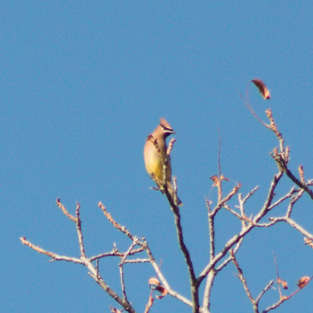 Cedar Waxwing - ML645225327