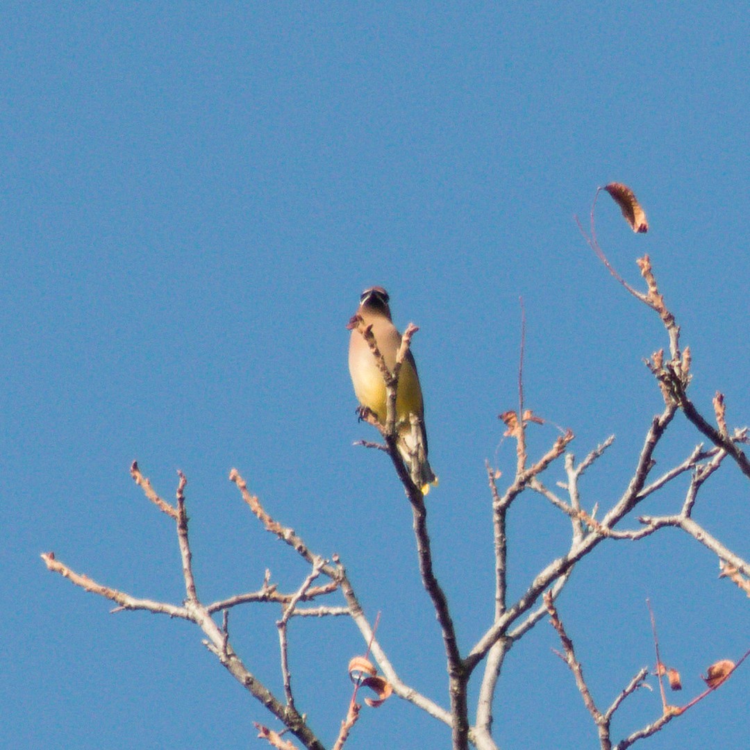 Cedar Waxwing - ML645225328