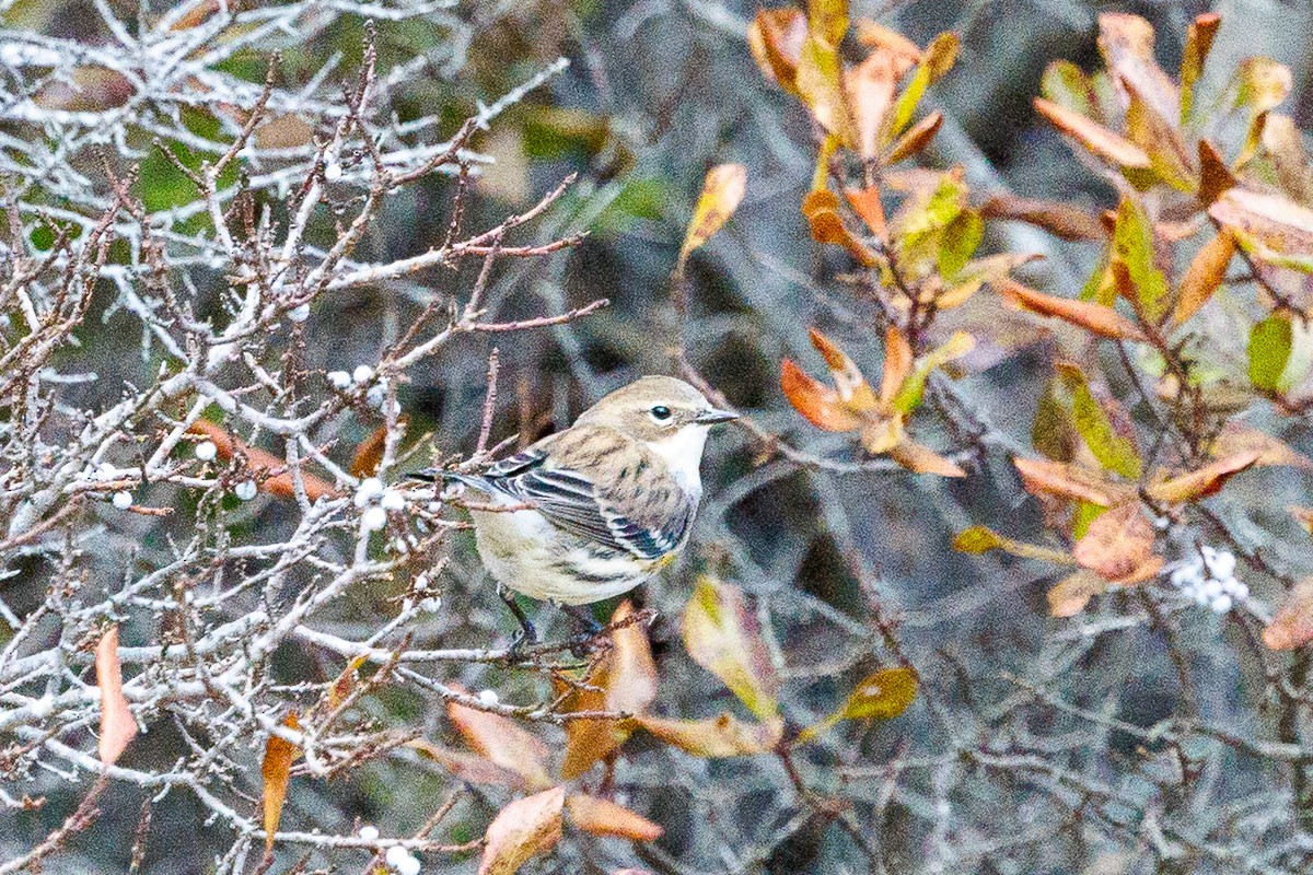 Yellow-rumped Warbler - ML645225330