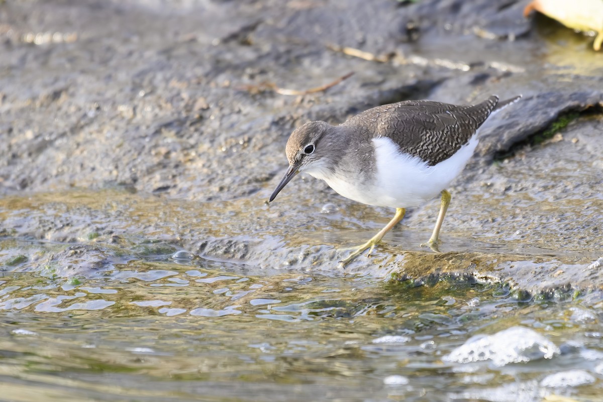 Common Sandpiper - ML645225342