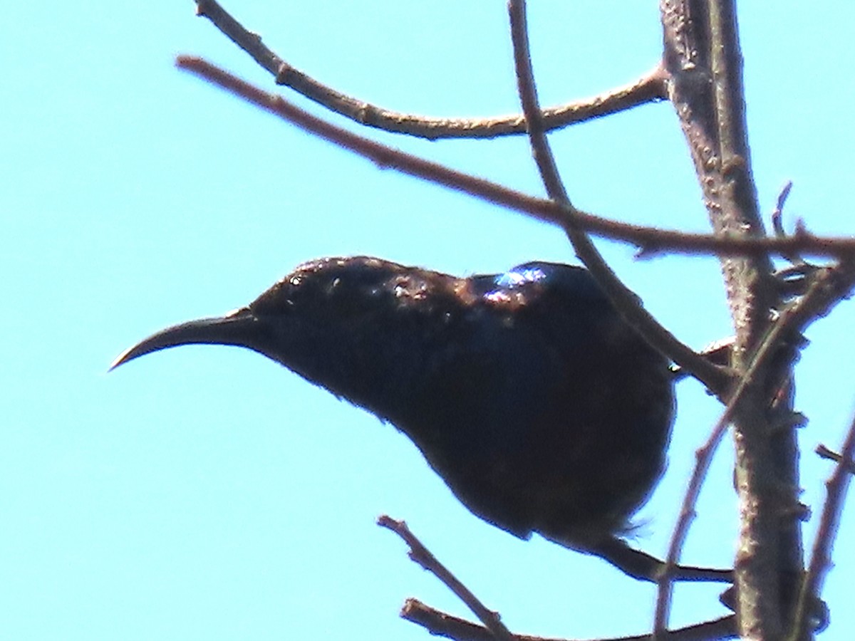 Purple-banded Sunbird - ML645225366