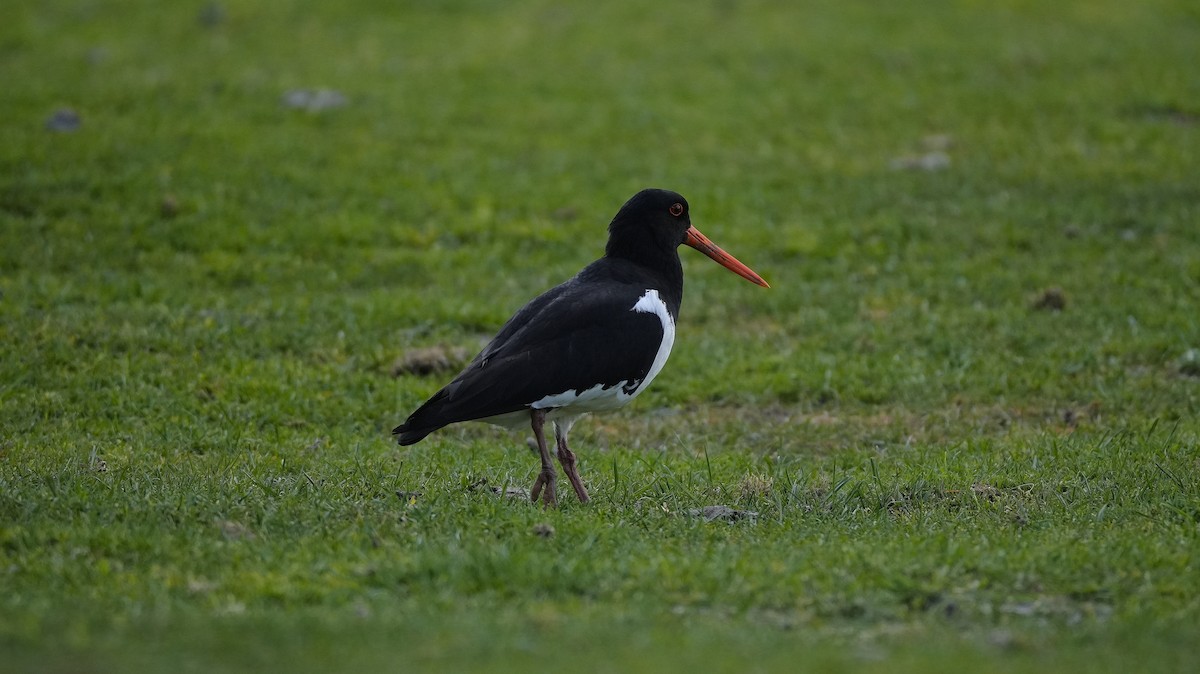 ústřičník jižní - ML645225372