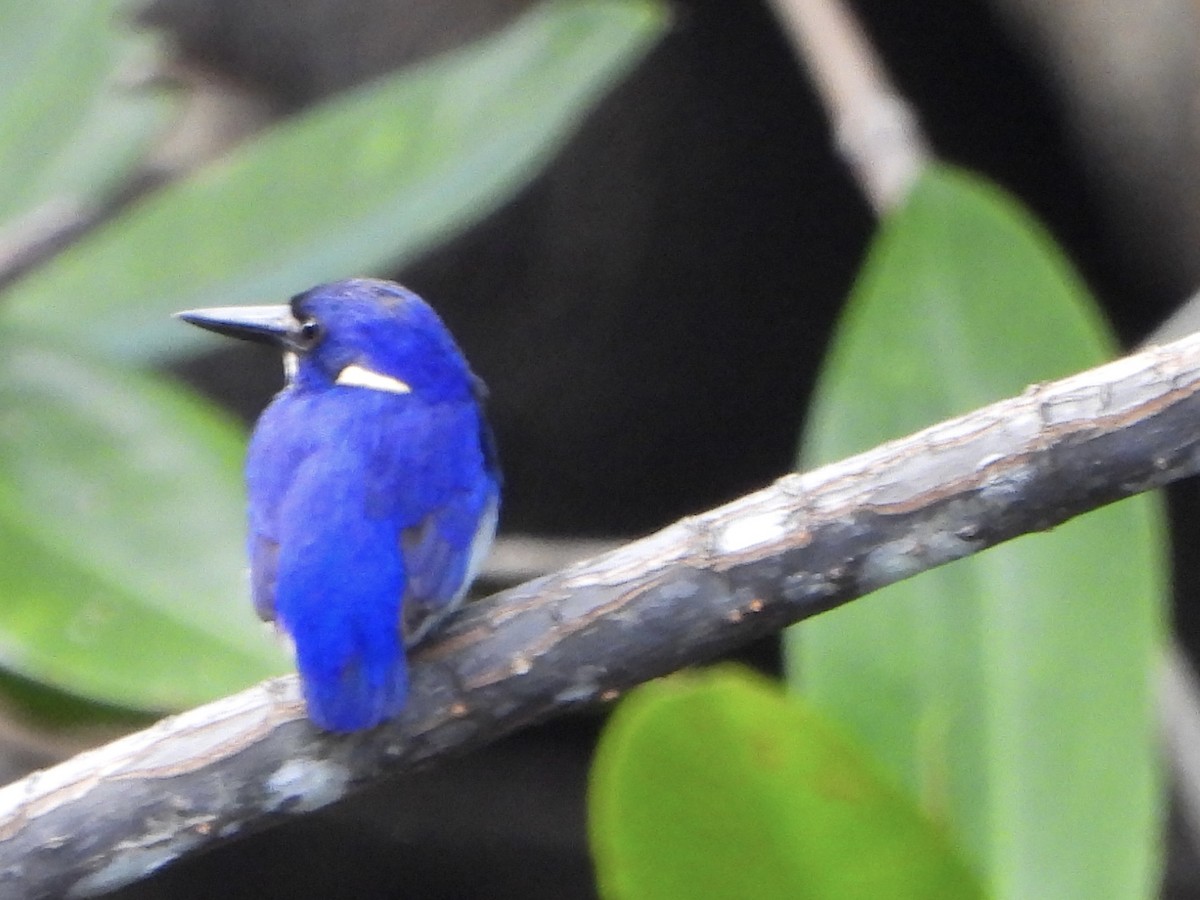 ヒメミツユビカワセミ - ML645225373