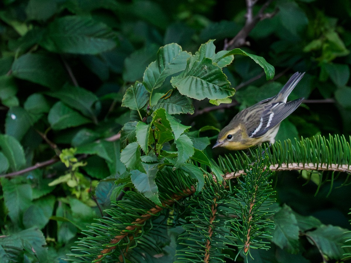 Blackburnian Warbler - ML645225383