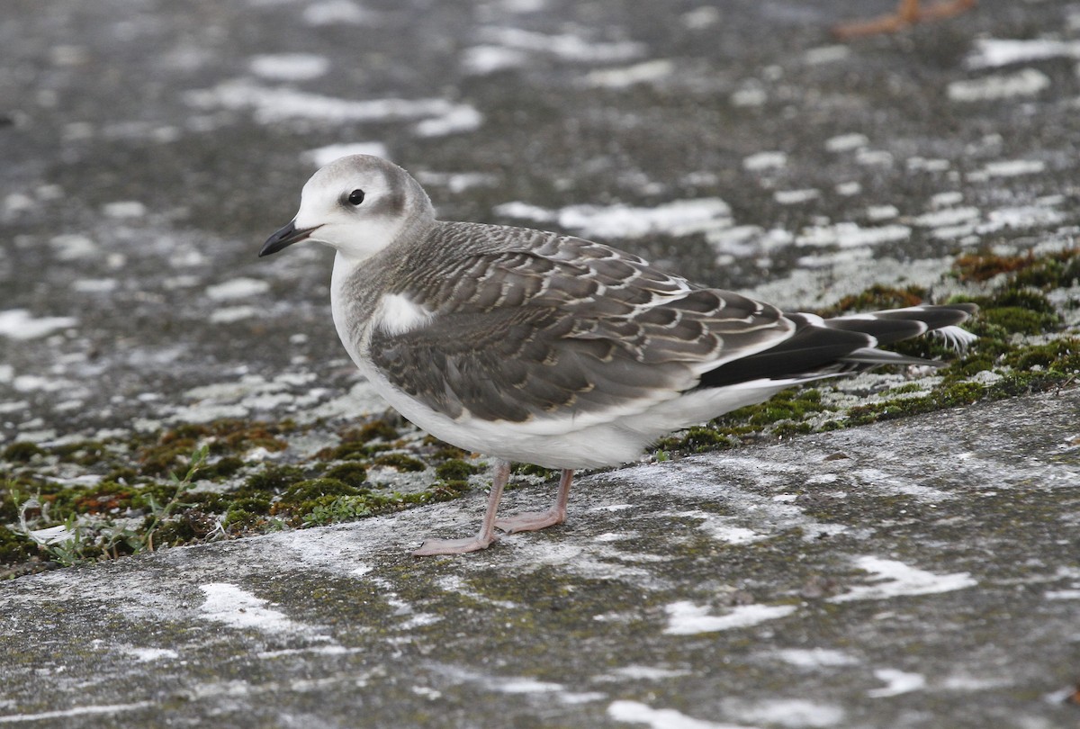 Sabine's Gull - ML645225386